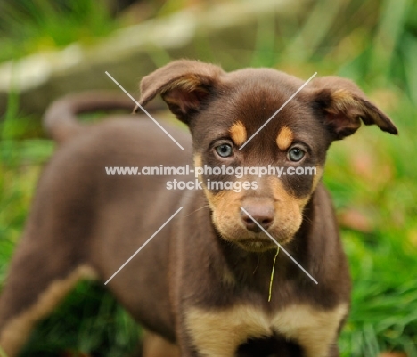 Australian Kelpie puppy