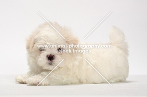 Maltese puppy on white background, lying down
