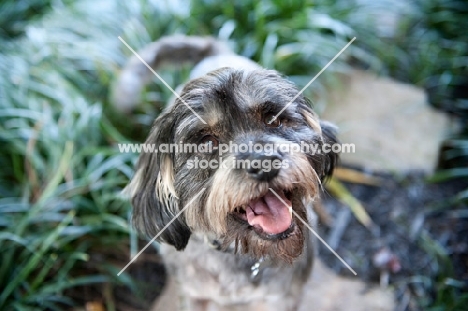 terrier mix smiling