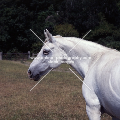 Rosenharley Laurin (22yrs), Connemara pony