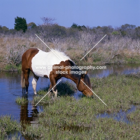 Chincoteague pony grazing in marshland on assateague Island