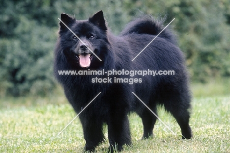 black Great German Spitz