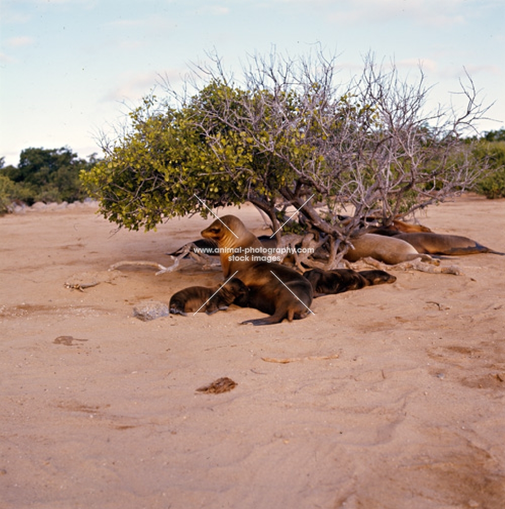 galapagos sea lions and pups on loberia island, galapagos islands