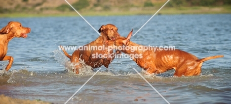 Hungarian Vizsla dogs playing in water