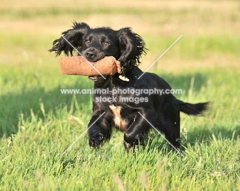 working cocker spaniel retrieving a dummy