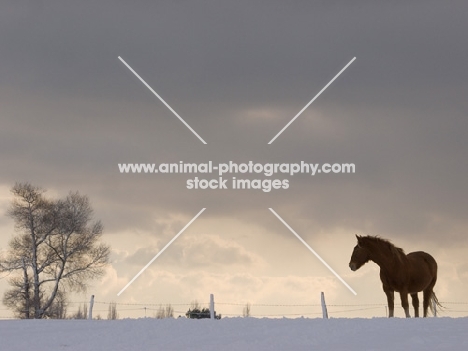 Suffolk Punch in wintery field