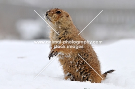 Prairie dog in snow