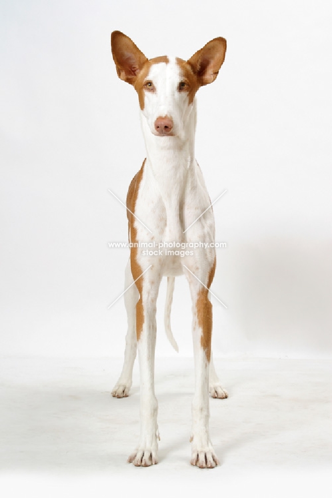 Australian Champion Chestnut & White Ibizan Hound, front view