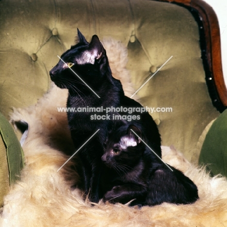 havana cat and kitten on a velvet chair
