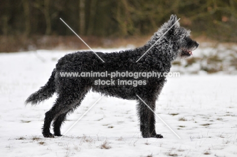 Dutch Shepherd Dog, rough haired