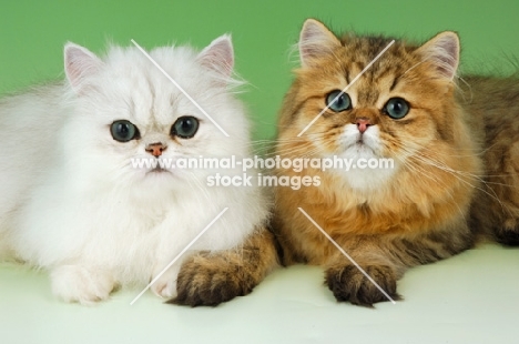 young chinchilla and golden persian cat