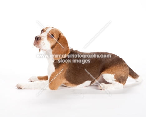 young beagle