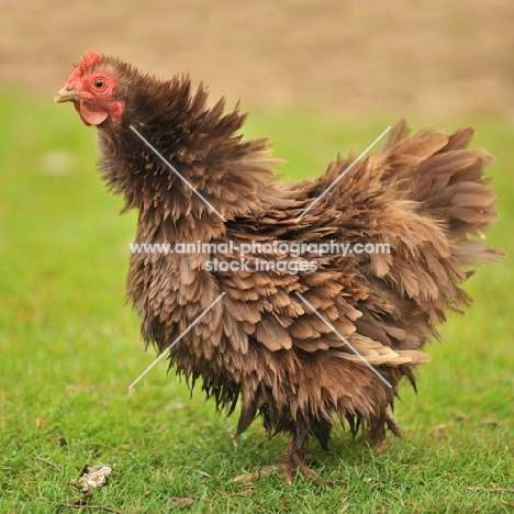 Pekin Bantam chicken