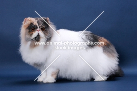 fluffy female Persian, Blue Tortie & White colour