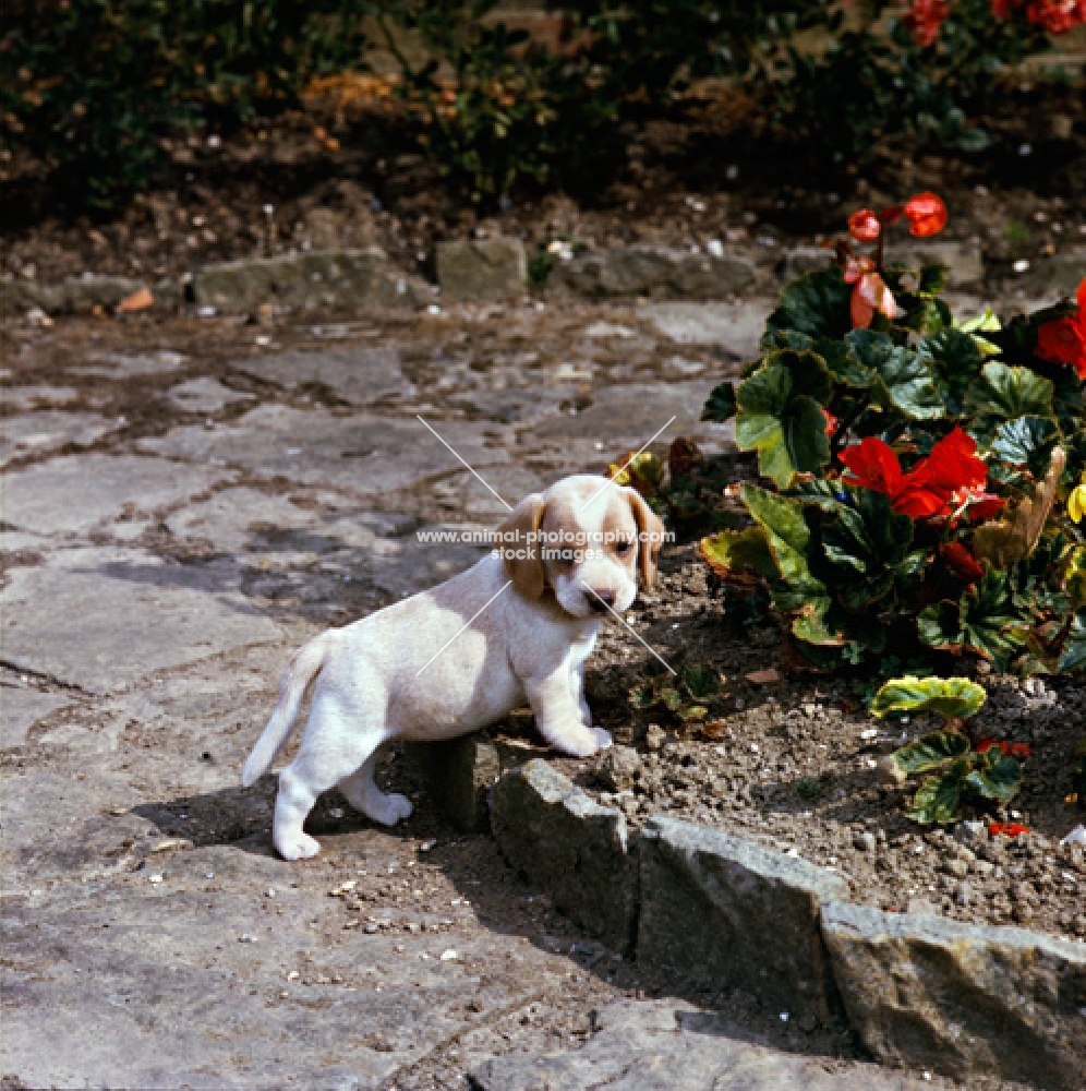 beagle puppy standing in a garden