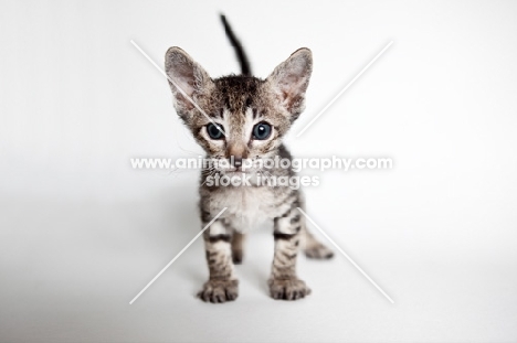 Peterbald kitten front view, will loose fur over time