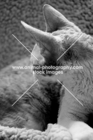 black and white image of Cornish Rex cat