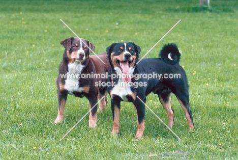 appenzeller sennenhund in both colours