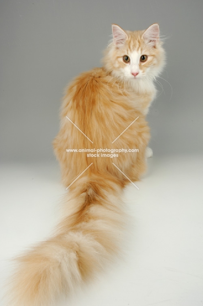 fluffy cream silver and white norwegian forest cat