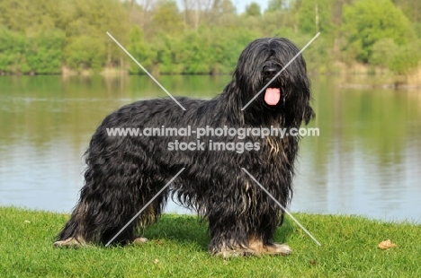 Cao da Serra de Aires (aka Portuguese Sheepdog)