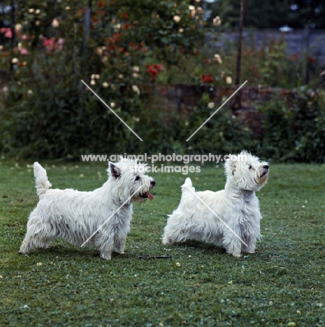 two westies, ch sollershott soloist