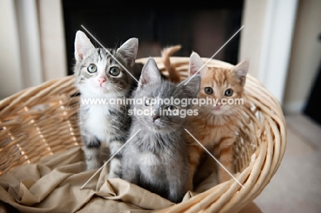 three kittens sitting in basket