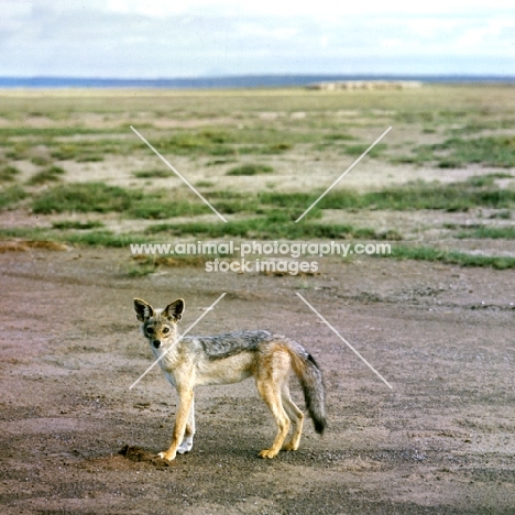 Black-backed Jackal standing in amboseli np, Africa