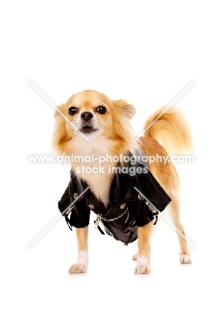 Long Haired Chihuahua isolated on a white background wearing a leather jacket