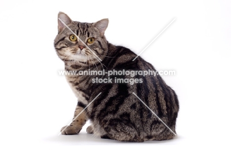 Brown Classic Tabby Manx cat, back view