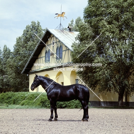mezzo nonius A XXX1X, nonius stallion at mezoheges with traditional stable in background in hungary