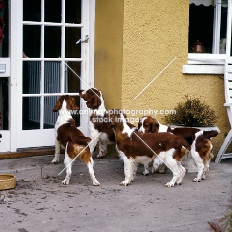 four welsh springer spaniels waiting in front of a door