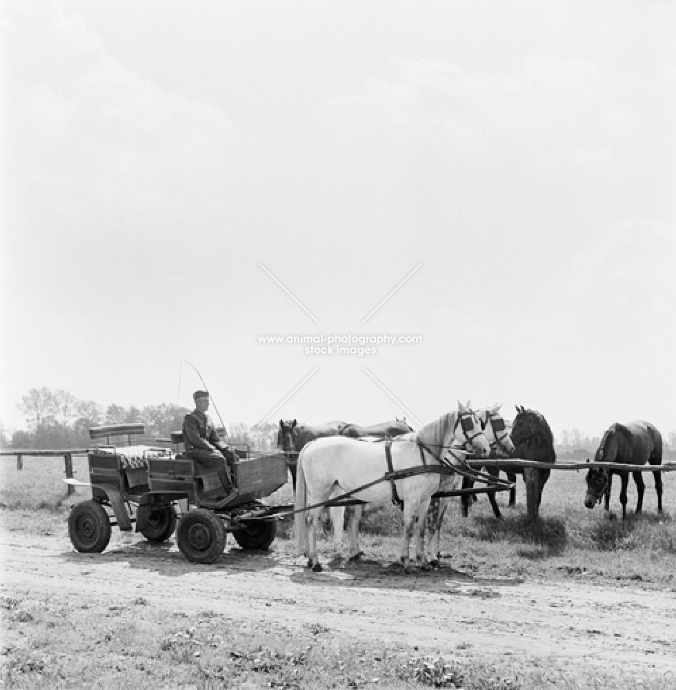 polish arab mares in harness at janow podlaski stud, poland