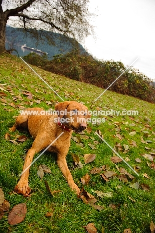 Labrador Retriever lying in grass with fallen leaves.