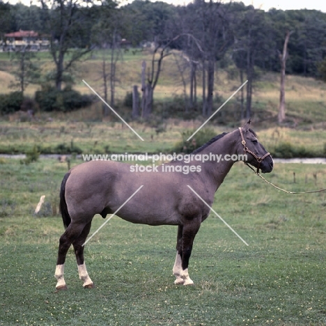 Blue Hornet, Canadian cutting horse full body