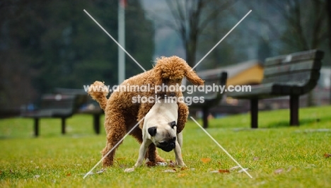 two dogs playing