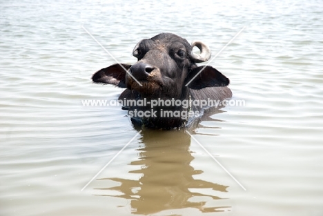 water buffalo in India