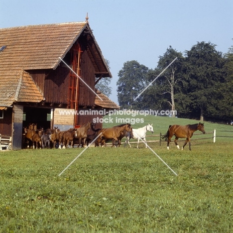 herd of Wurttemberger mares emerging from stable at marbach