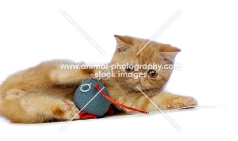 Exotic ginger kitten playing with toy isolated on a white background