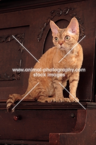 Devon Rex at home