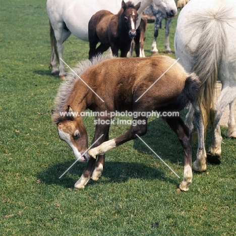 welsh mountain pony foal scratching with hind hoof