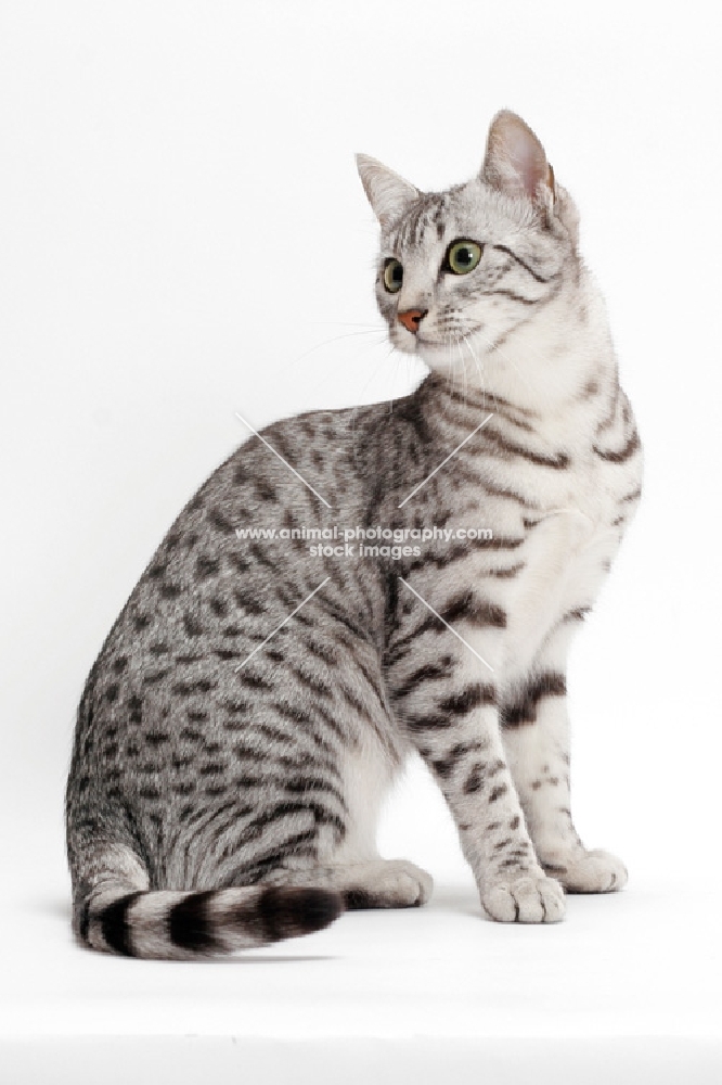 Egyptian Mau, Silver Spotted Tabby