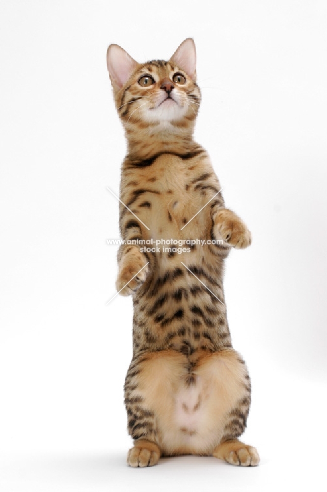 young brown spotted tabby Bengal cat on white background, standing on hind legs