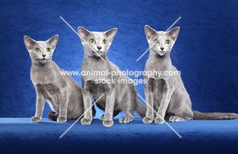 young Russian Blue cats