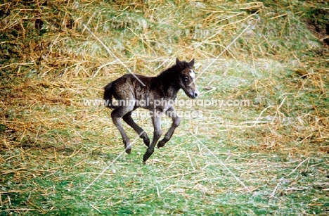 eriskay pony foal cantering