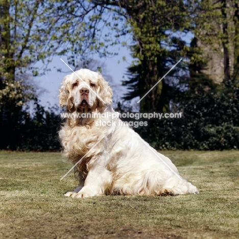 sh ch raycroft senator, clumber spaniel looking at camera