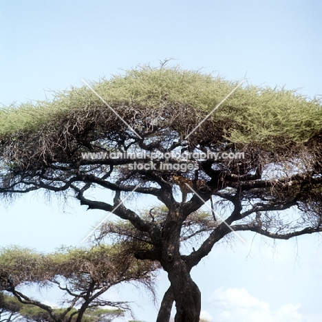 leopard standing in a tree in serengeti np, east africa