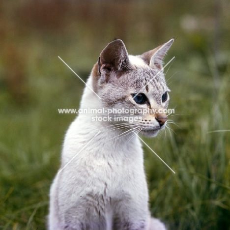tabby point siamese cat with hunting in mind