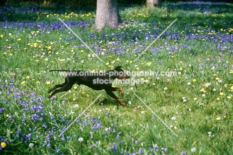 ch keyline vengeance, manchester terrier galloping through bluebells