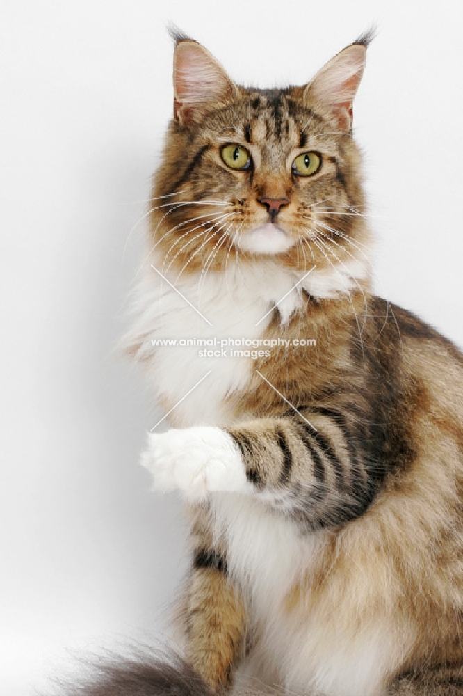 Brown Classic Tabby & White Maine Coon, one leg up