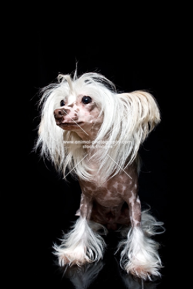 chinese crested dog on black background